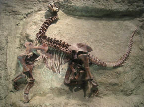camarasaurus lentus