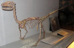 Coelophysis Skeleton