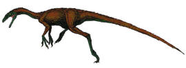 Coelurus