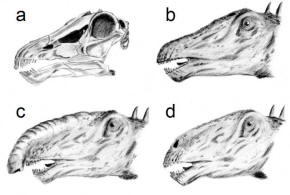 Diplodocus head