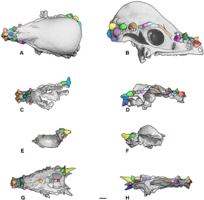 Dracorex