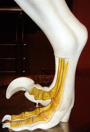 Dromaeosaurid foot