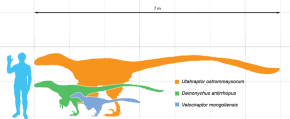 Dromaeosaurid scale