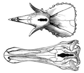Edmontosaurus brain