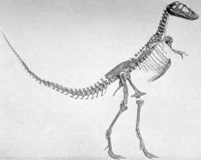 Gorgosaurus