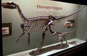 Herrerasaurus Skeleton