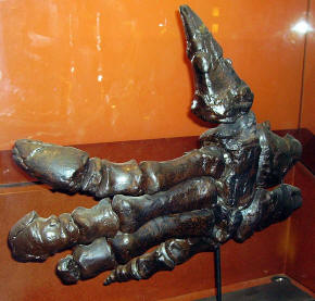 Iguanodon hand