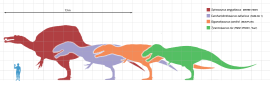 Therapod size