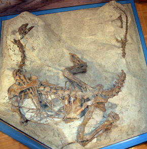 Plateosaurus skeleton