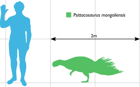 Psittacosaurus scale