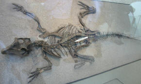 Psittacosaur gastrolith