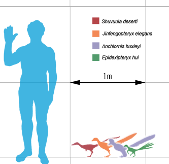 Therapod size