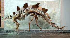 Stegosaurus