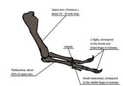 Tyrannosaur Arm