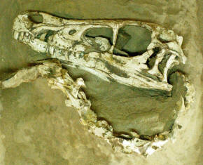 Velociraptor skull