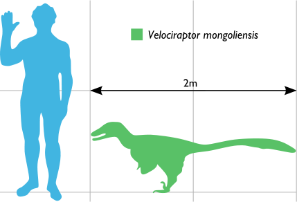 Velociraptor scale