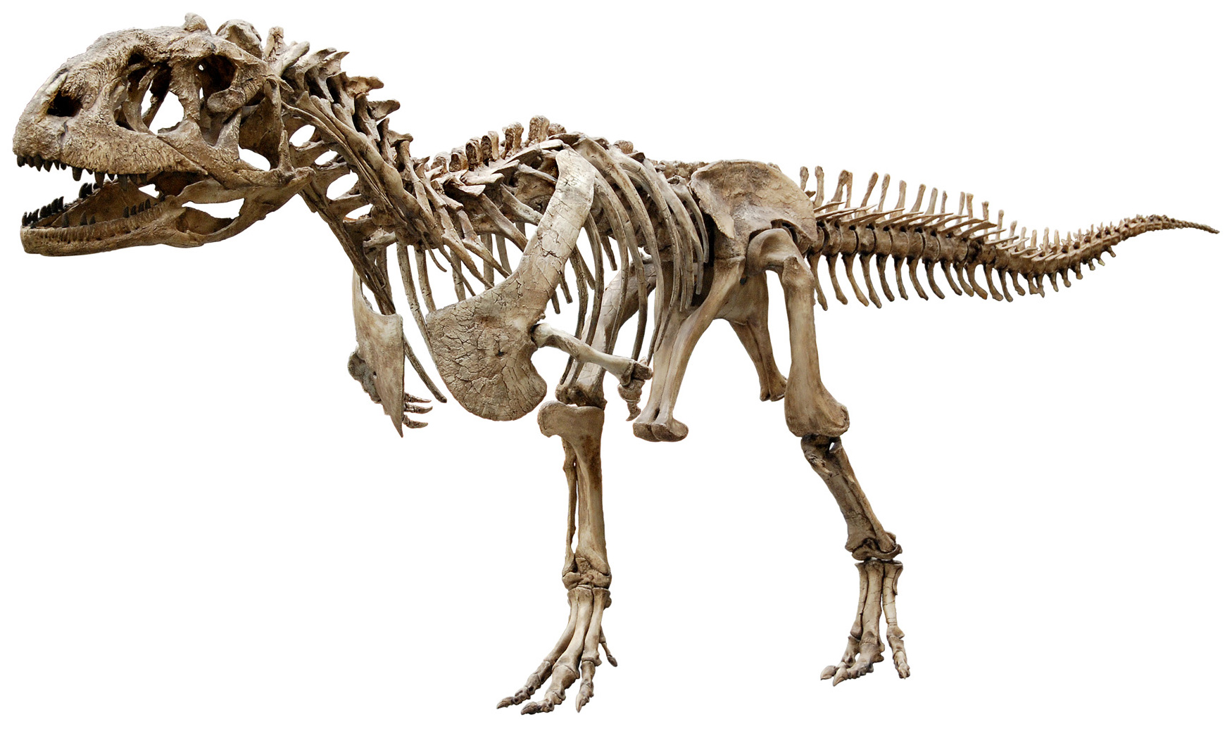 Resultado de imagen de majungasaurus