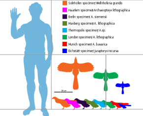 Archaeopteryx Size Comparison