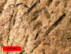 Graptolite Fossils