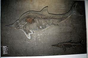 Ichthyosaur - Stenopterygius quadriscissus