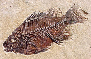 Green River Formation fossil
