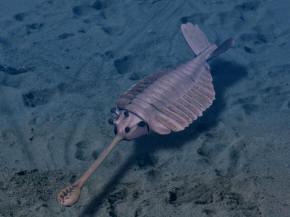 Opabinia