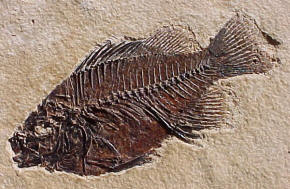 Fossil fish