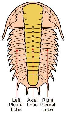 Trilobite Morphology