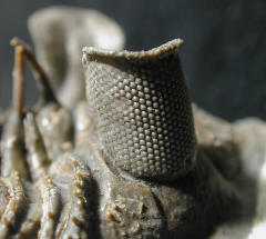 Trilobite eye