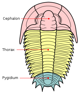 Trilobite Morphology