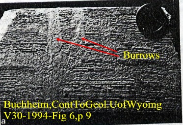 GreenRiverFossilLakeBucheim1994Burrowstw.jpg