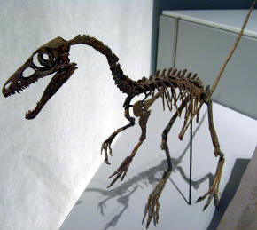 Old Earth Ministries Online Dinosaur Curriculum, Sinosauropteryx
