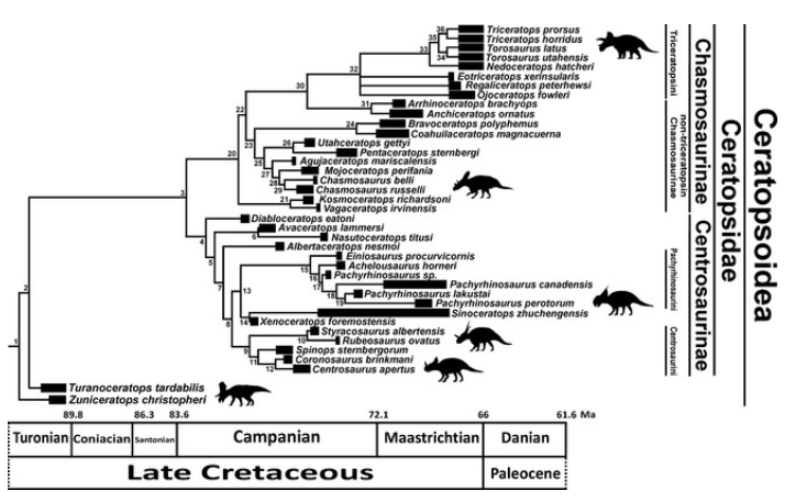 Ceratopsoidea family tree